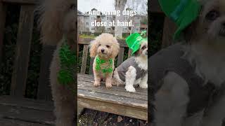 Shih Tzu, Poodle Dog's St. Patrick's Day