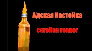 Перцовая настойка из самого острого перца|Carolina reaper