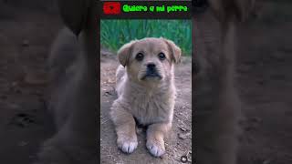 08🤔 ¡Descubre por qué tu perro inclina la cabeza cuando le hablas!  🐾 | Quiero a mi perro ❤️