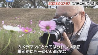 コスモスがまもなく見ごろ　大野川河川敷の1キロの花壇で20万本が風にゆれる