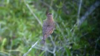 Cliff Flycatcher (Hirundinea ferruginea)