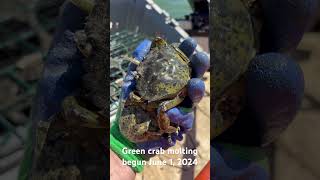 Green crab molting moleche