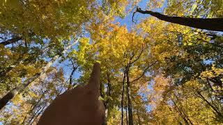 An Autumn Tour Of My Trail In The Woods