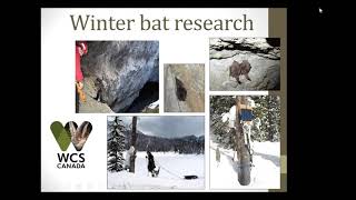 Winter Bat Research 2020