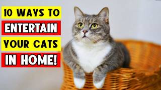 10 Ways to ENTERTAIN YOUR CAT Indoors! 😸