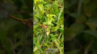 Hello Dragonfly | Jewel Winged Insects