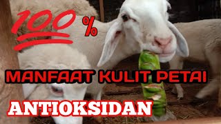 MANFAAT KULIT PETAI UNTUK KAMBING DAN DOMBA #PAKSUKIS #gembaladomba #ternakkambing #obatcacing