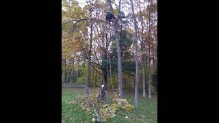 Tree Trimming with Invisible Ladder