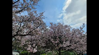 112年3月14日陽明山中山樓賞櫻