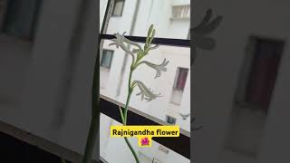 My Plant of Rajnigandha #viralvideo #trending #shorts #plants #rajnigandha #flowers