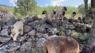 YAVRU KANGALLAR KOYUNLAR VE SÜRÜ KALİTE KOKTU🙃