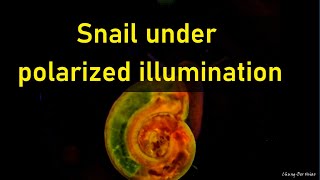 Snail under polarized illumination