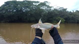 primeira pescaria da nova temporada e peguei meu primeiro barbadinho top.