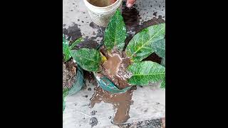 HARVESTING MY ROOTED LEMON LEAVES FROM SAND BAG #Propagated #harvesting #lemon #leaves #gardening