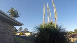 Grass Tree - Time Lapse