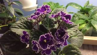 Carmel's Rare Jewel - African Violet