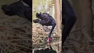 Black Swan majestic and graceful.#blackswan #swan #river#beautyofnature #views