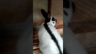 checkered giant #bunny #pets #farming #animal #rabbit #love #utubeshorts #youtubeshorts