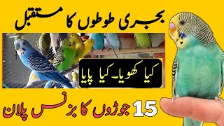 Future of budgies parrots | Budgies breeding