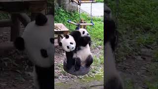 Pandas Often Abandon Twin Cubs 🐼