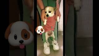 Perritos Bailando (Winnie 😍)