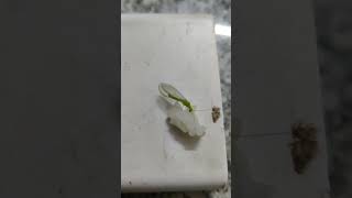 grasshopper 🦗 eating rice #shorts #insects #youtubeshorts #subscribe