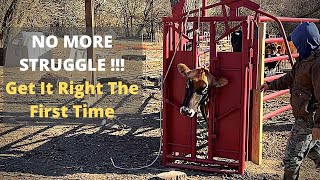 Setting up the cattle chute