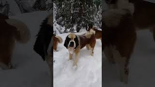 Dogs Enjoying the Snow |  Amazing View