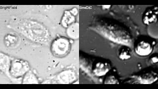 HeLa Cells Sine Modulation