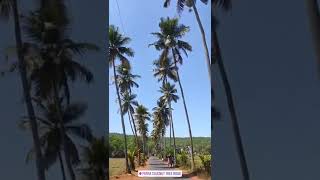 parra coconut tree road goa