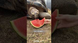 This girl is eating watermelon with her big turtle friend. #shorts