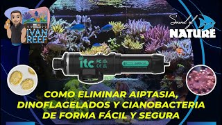 Como Eliminar Aiptasia, Dinoflagelados y Cianobacteria de Forma Fácil y Segura Reef Delete