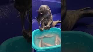 Tom Felton the seal pup -rehab journey🦭#rescuetorelease #sealrescue #animalrehabilitation #wildlife