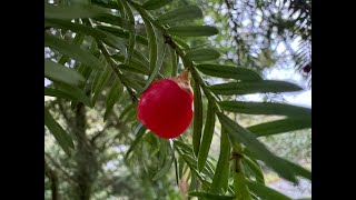 Ireland's Native Trees - EPISODE 11   YEW TREE