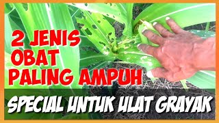 INSEKTISIDA AMPUH UNTUK ULAT GRAYAK||POWERFUL INSECTICIDES FOR CORN CATTERPERS