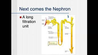 Bio4_Module 15_Urinary part 3