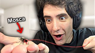 Intente Tener una MOSCA de MASCOTA