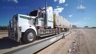 Cotton, growing, harvesting, processing