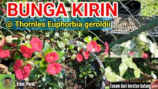 BUNGA KIRIN POKOK HIASAN | Thornles Euphorbia Geroldii | Cara tanam dari keratan batang