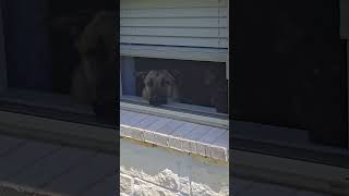 Their waiting my husband #cute #shortvideo #vlog #fypシ #cute #viral #dog #doglover #shortsfeed