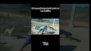 Señor Pelea contra perros(ultrainstinto)