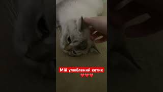 Лимончик #лимончик #кицюня #кот #котейкамоя #лимон #котофейка #socute #cute #catvideos #красавчик