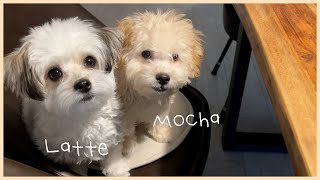 Познакомьтесь с нашими милыми Мальтипу, Latte and Mocha ❣️