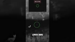 Thermal Coyote Hunting Triple #thermalhunting #viral #shorts #coyotes #hunting