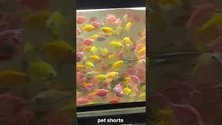 🥵😱 over load colour widow 💥🤯 #shorts #trending #colour #widow #petshorts #fish #aquariumfish #birds