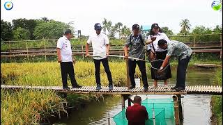 Panen Mina Padi dan Budidaya Ikan Dalam Ember Program Smart Fisheries Villager