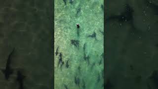 Shark party in #sandiego #sharks #shark #ocean #drone #oceanlove #beach