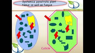 Fungus fungicides Classificatin & Activity