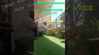 FRESH VEGE KANGKONG HARVEST IN MY BALCONY GARDEN| OFW LIFE | LIVE LIFE