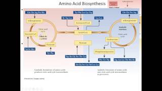 Lecture 18B: Amino Acid Anabolism